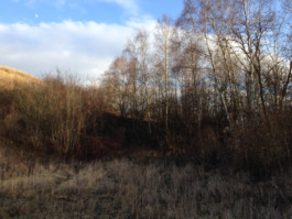 Leonardo Franke Editor