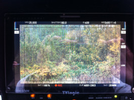 Leonardo Franke Editor