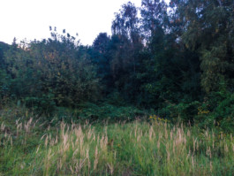 Leonardo Franke Editor